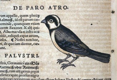 Zwarte vogel in Historia Animalium door Conrad Gesner (1516 - 1565), Tiguri door Unknown artist