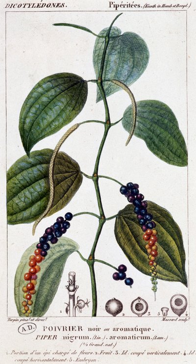 Zwarte of aromatische peper - botanische plaat. 19e eeuw door Unknown artist