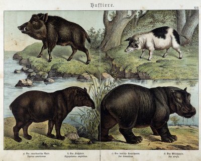 Everzwijn, varken, tapir en nijlpaard - in 