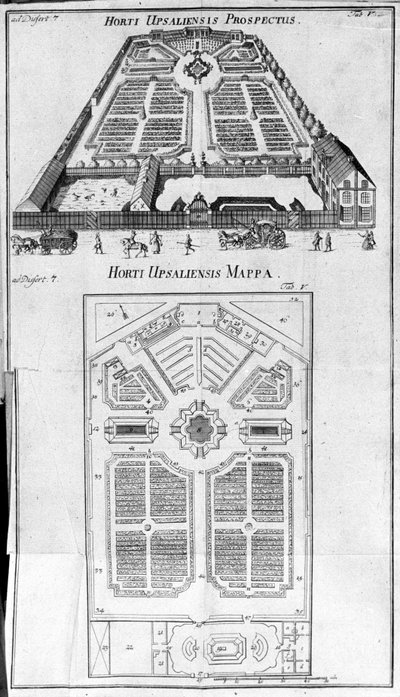 Botanische tuin - HORTI UPSALIENSIS perspectief en plan door Unknown artist