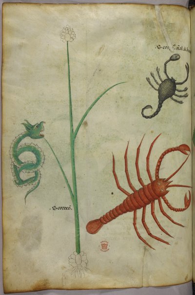 Botanische en dierlijke illustratie door Unknown artist