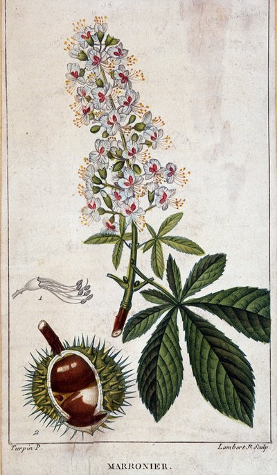 Botanische plaat - Bloemen, bladeren en vruchten van kastanjeboom door Unknown artist