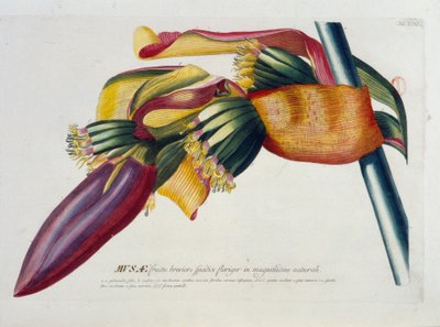 Botanische plaat: Bananen, tak. n.d. 19e eeuw door Unknown artist