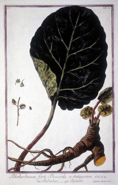 Botanische plaat: blad en wortels van rabarber. 19e-eeuws herbarium door Unknown artist