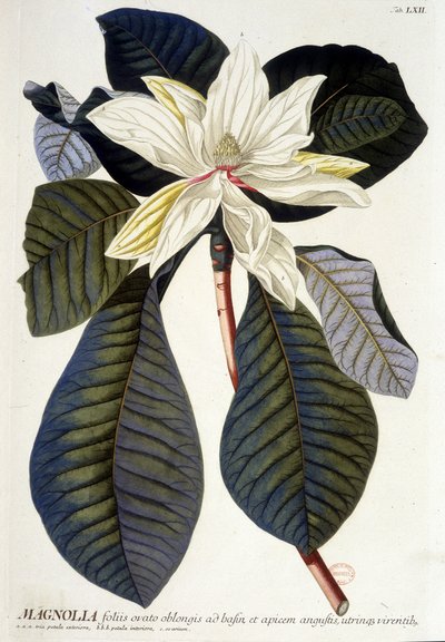 Botanische plaat: Magnolia, bloem en tak door Unknown artist