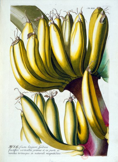 Botanische plaat: een dieet van bananen. n.d. 19e eeuw door Unknown artist