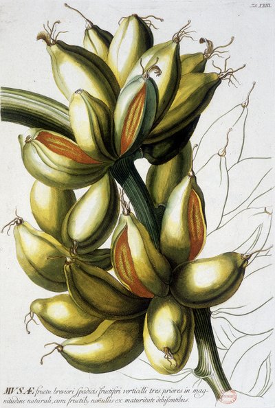 Botanische plaat: bananen. n.d. 19e eeuw door Unknown artist