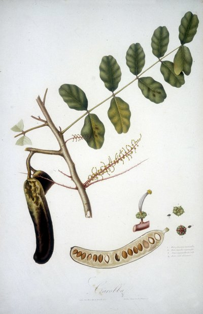 Botanische plaat: johannesbroodboomtak (Carobba). door Unknown artist