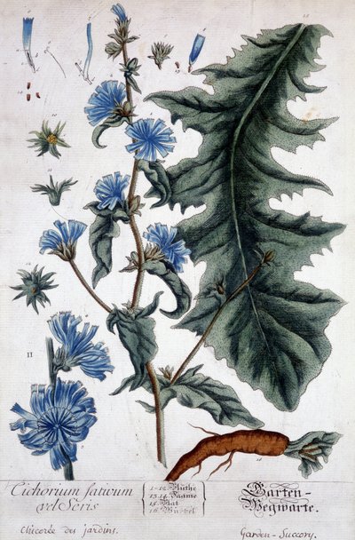 Botanische plaat: cichorium factivum velseris (tuincichorei). door Unknown artist
