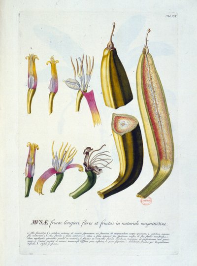 Botanische plaat: bloemen en bananensnede. n.d. 19e eeuw door Unknown artist
