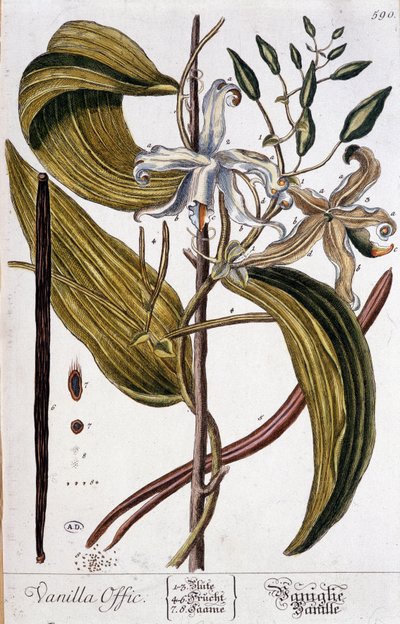 Botanische plaat van vanille (vanilla officinalis) - 19e eeuw door Unknown artist
