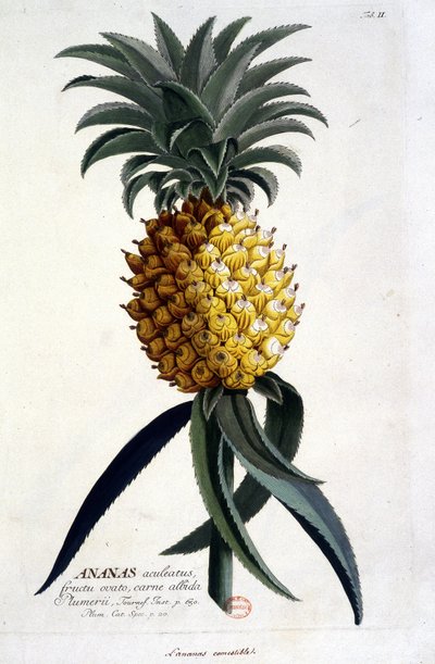 Botanische plaat: ananas. n.d. 19e eeuw door Unknown artist