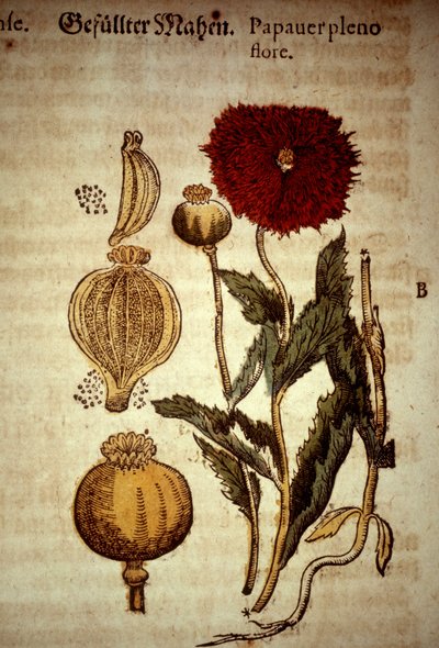 Botanische plaat: papaver. Naar 