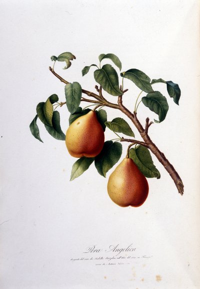 Botanische plaat die de pera angelica voorstelt. 1820 - 1822 door Unknown artist