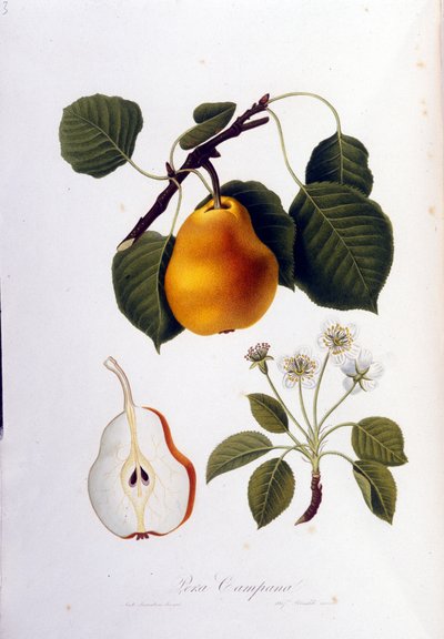 Botanische plaat die de pera campana voorstelt. 1820 - 1822 door Unknown artist