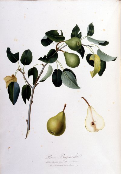 Botanische plaat die de pera campana voorstelt. 1820 - 1822. door Unknown artist