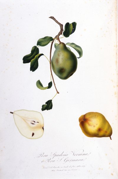 Botanische plaat die de pera spadona voorstelt. 1820 - 1822. door Unknown artist