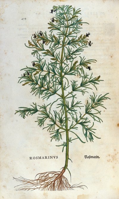 Botanische plaat: rozemarijn (rosmarinus). Herbarium van Leonhard Fuchs, 