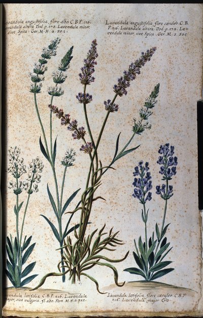 Botanische plaat: echte lavendel (Lavandula angustifolia) en aspic lavendel (Lavandula latifolia) door Unknown artist