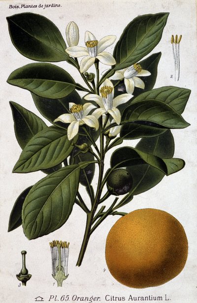 Tak, bloem en vrucht van sinaasappelboom - botanische plaat door Unknown artist