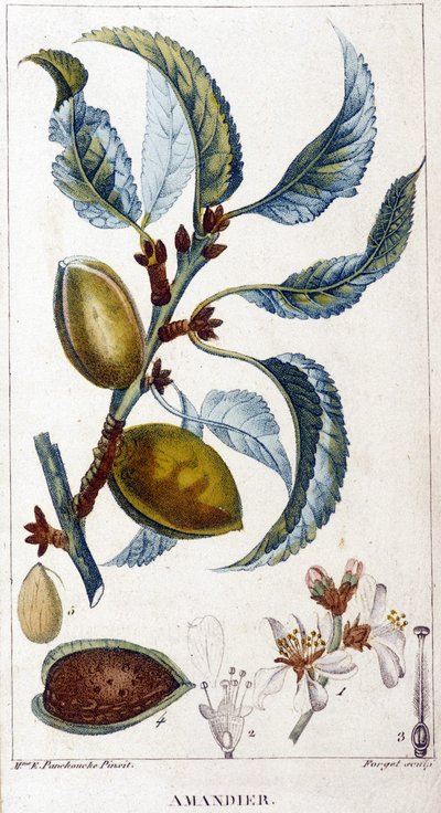 Tak, bloem en vrucht van de amandelboom - botanische plaat door Unknown artist