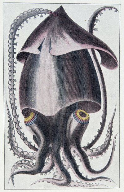 Braziliaanse inktvis - naar Denys Montfort in Histoire naturelle générale et particulière des mollusques, Parijs door Unknown artist