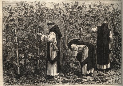 Bourgondische monniken die de wijnstok verbouwen - door Louis Figuier - eind 19e eeuw door Unknown artist
