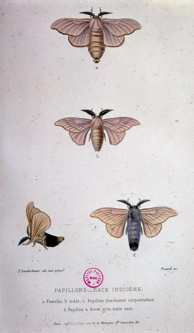 Vlinders: Zijderupsenziekte - Studie van Pasteur door Unknown artist