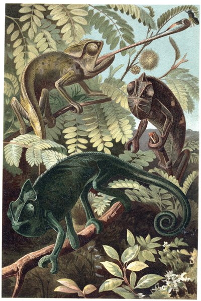 Kameleon - Kameleons (familie Chamaeleonidae) - gravure uit 