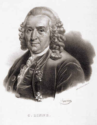 Carl Von Linné Zweedse natuuronderzoeker en schrijver (1707 - 1778). door Unknown artist