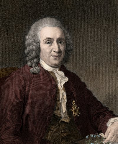 Carl Von Linne - gravure - 19e eeuw door Unknown artist
