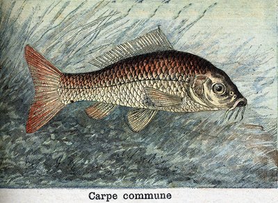 Karper Gemeenschappelijke Gravure uit 1898 door Unknown artist