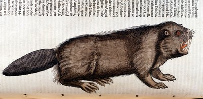 Castor - in 