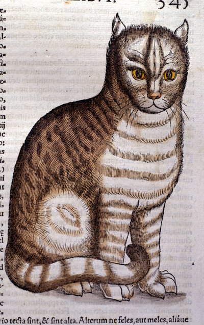 Kat na de Historia Animalium door Conrad Gesner, Tiguri 1560. Biblioteca nazionale Braidense. Milaan door Unknown artist