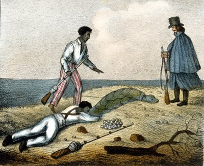 Het vangen van schildpadeieren. 19e-eeuwse gravure. door Unknown artist
