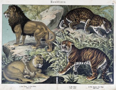 Katten: leeuw, leeuwin, tijger - in 