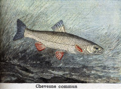 Chevense commun gravure uit 1898 door Unknown artist