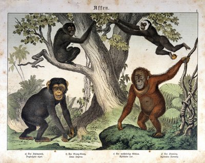 Chimpansees, orang-oetan... - in 