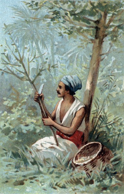 Kaneelschil in Ceylon. Chromolithografie uit de late 19e eeuw. door Unknown artist