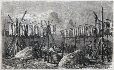 Kabeljauw drogen in Fiskerness in Groenland - Kabeljauw drogen in Fiskerness in Groenland Gravure uit 