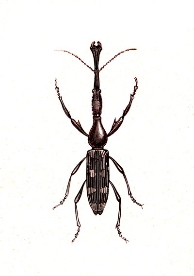 Coleoptera: Brenthus Temminchii door Unknown artist