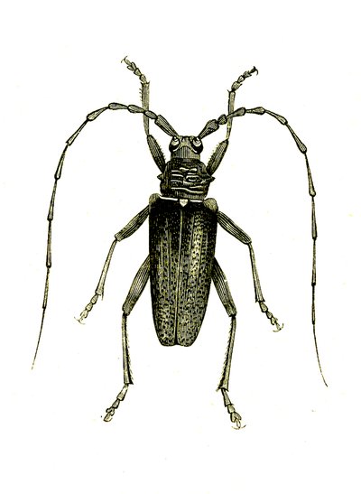Coleoptera: Cerambyx heros door Unknown artist
