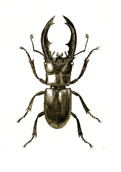 Coleoptera: Hexarthrius Buqueti of Lucanus door Unknown artist
