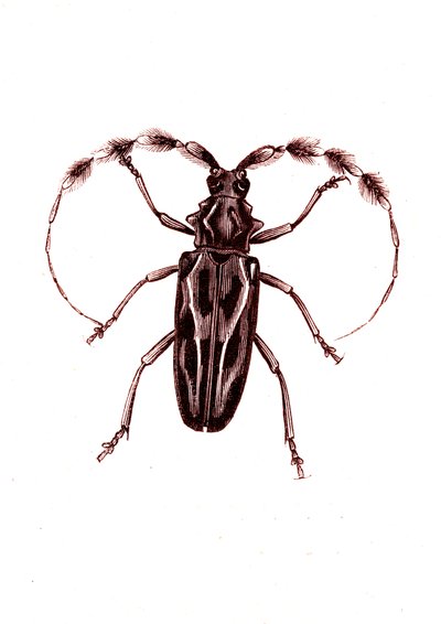 Coleoptera: Lophocerus barbatus door Unknown artist