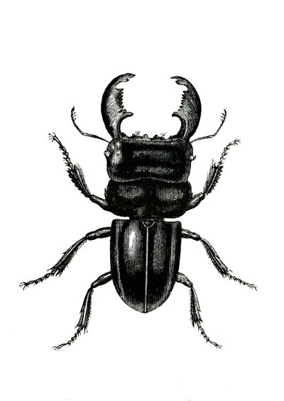 Coleoptera: Odontolarius giganteus door Unknown artist