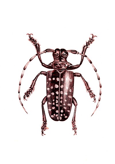 Coleoptera: Ophoptera Tollii door Unknown artist