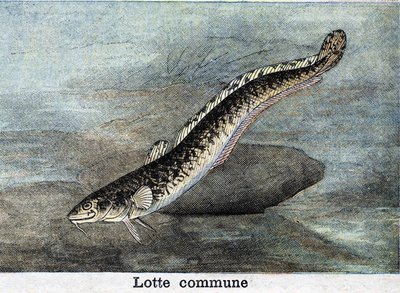 Gewone Lotte gravure uit 1898 door Unknown artist