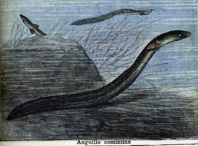 Gewone paling. Gravure uit 1897 door Unknown artist