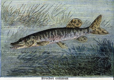 Gewone snoek. Gravure uit 1897 door Unknown artist