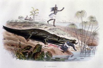 Krokodil die een klein kind verslindt - in "Histoire Naturelle" door Lacépède, ed. Furne, Parijs door Unknown artist